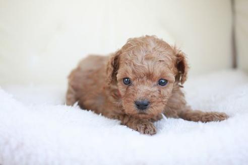 成約済の滋賀県のトイプードル-48778の1枚目