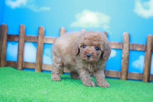 成約済の滋賀県のトイプードル-48779の4枚目