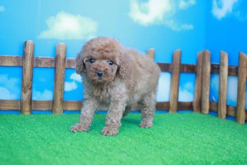 成約済の滋賀県のトイプードル-48779の3枚目