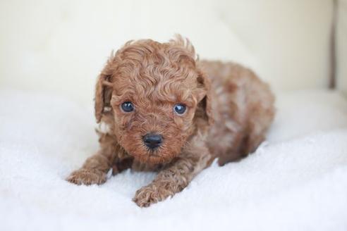 成約済の滋賀県のトイプードル-48779の2枚目