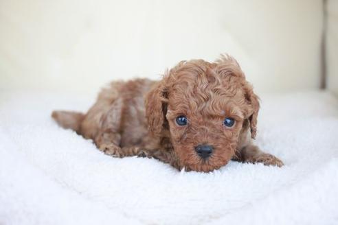 成約済の滋賀県のトイプードル-48779の1枚目