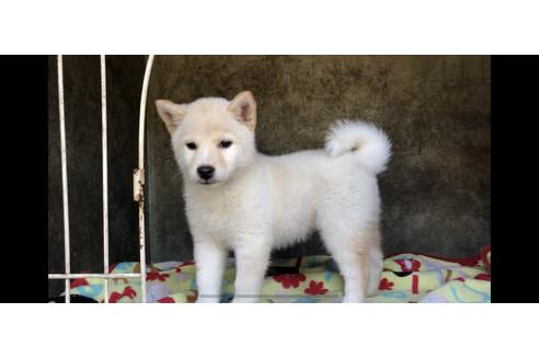 成約済の山梨県の柴犬-48319の4枚目