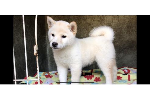 成約済の山梨県の柴犬-48319の3枚目