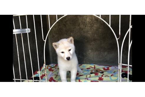 成約済の山梨県の柴犬-48319の2枚目