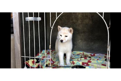 成約済の山梨県の柴犬-48319の1枚目