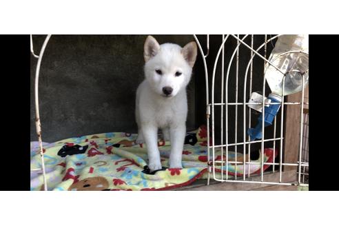 成約済の山梨県の柴犬-48323の4枚目