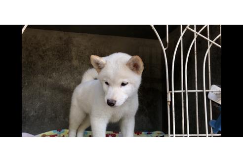 成約済の山梨県の柴犬-48323の3枚目