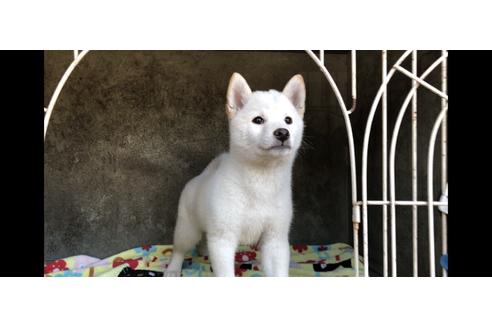 成約済の山梨県の柴犬-48323の2枚目