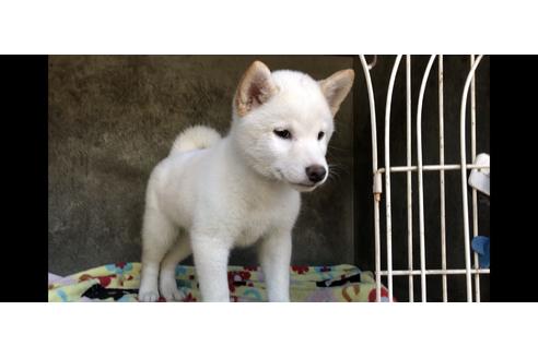 成約済の山梨県の柴犬-48323の1枚目