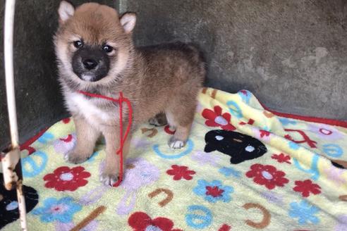 成約済の山梨県の柴犬-49217の5枚目