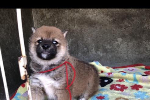 成約済の山梨県の柴犬-49217の4枚目