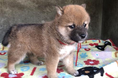 成約済の山梨県の柴犬-49217の3枚目