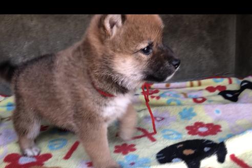成約済の山梨県の柴犬-49217の2枚目