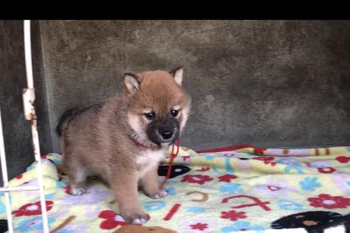 成約済の山梨県の柴犬-49217の1枚目