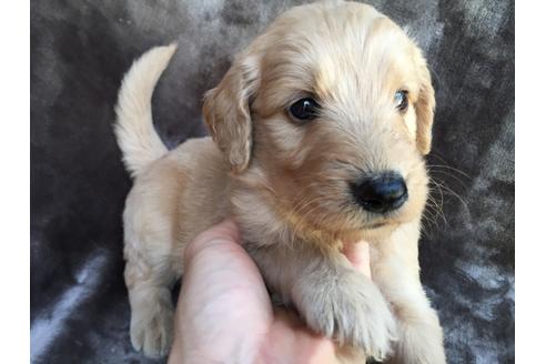 成約済の茨城県のミックス犬-49463の2枚目
