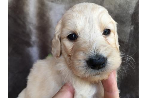 成約済の茨城県のミックス犬-49464の4枚目