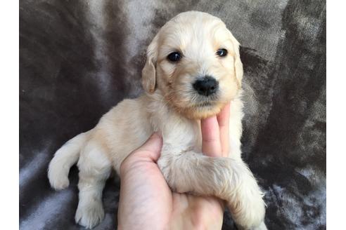 成約済の茨城県のミックス犬-49464の5枚目