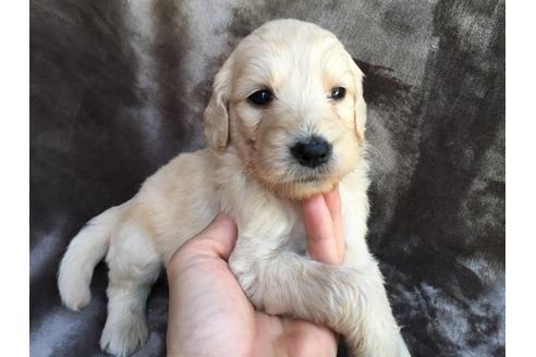 成約済の茨城県のミックス犬-49464の3枚目