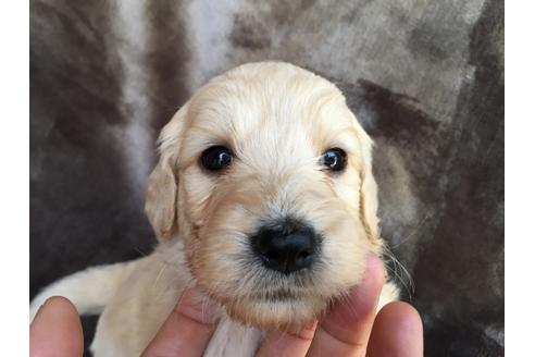 成約済の茨城県のミックス犬-49464の2枚目