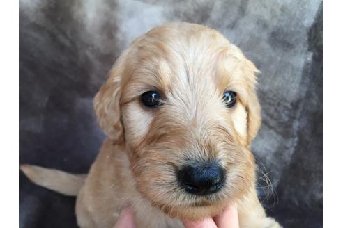 成約済の茨城県のミックス犬-49465の4枚目