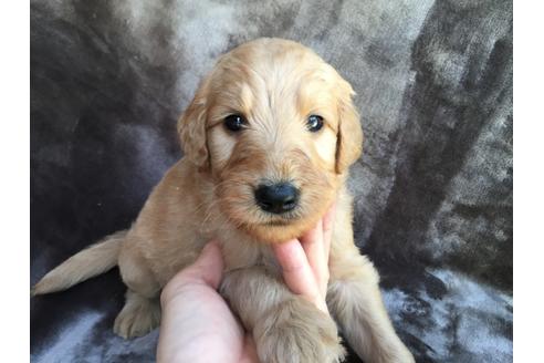 成約済の茨城県のミックス犬-49465の1枚目
