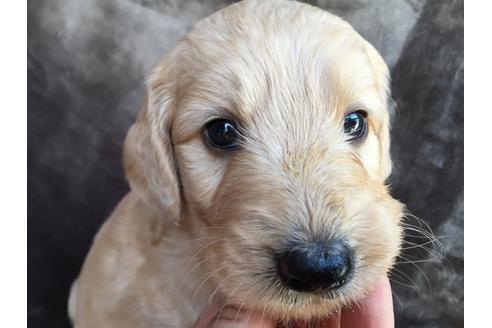 成約済の茨城県のミックス犬-49466の3枚目