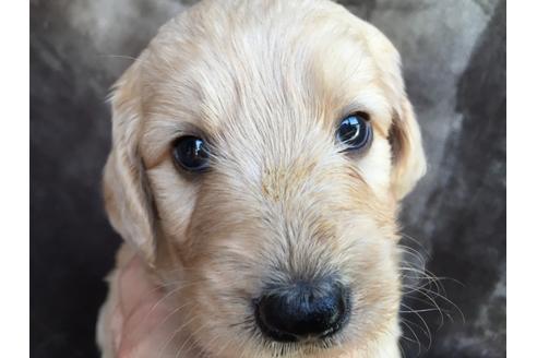 成約済の茨城県のミックス犬-49466の5枚目