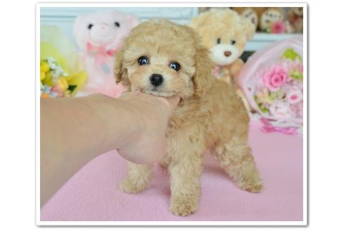 成約済の岩手県のティーカッププードル-49475の3枚目