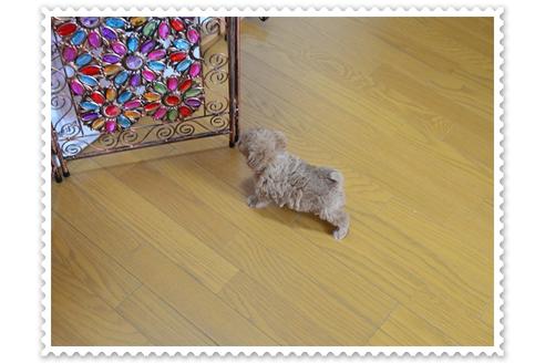 成約済の岩手県のティーカッププードル-49475の1枚目