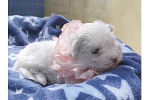 成約済の埼玉県のマルチーズ-49474の5枚目