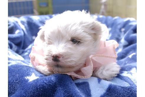 成約済の埼玉県のマルチーズ-49474の2枚目