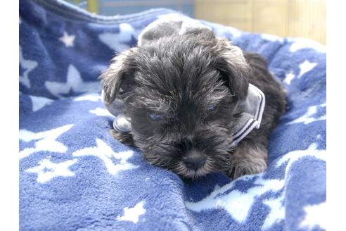 成約済の埼玉県のミニチュアシュナウザー-49004の3枚目