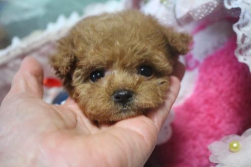 成約済の奈良県のトイプードル-49549の4枚目