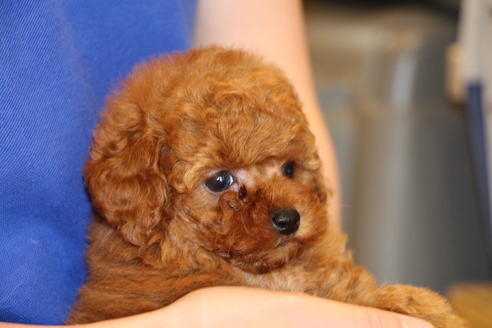 成約済の愛知県のトイプードル-47294の10枚目