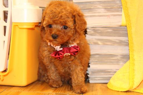 成約済の愛知県のトイプードル-47294の9枚目