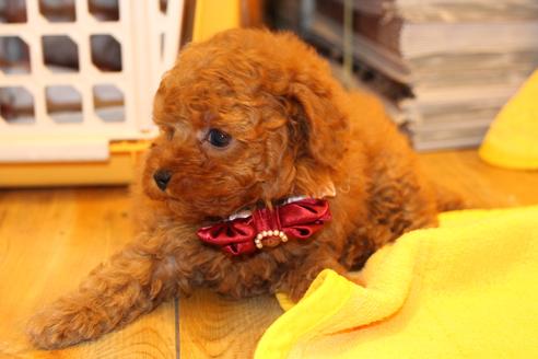 成約済の愛知県のトイプードル-47294の8枚目