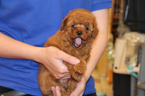 成約済の愛知県のトイプードル-47294の7枚目