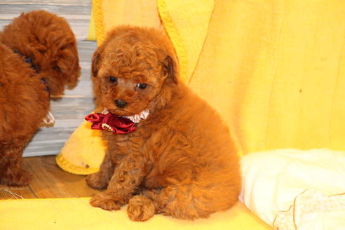 成約済の愛知県のトイプードル-47294の6枚目