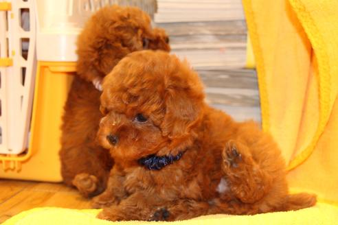 成約済の愛知県のトイプードル-47293の10枚目