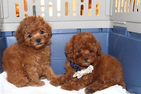 成約済の愛知県のトイプードル-47293の9枚目