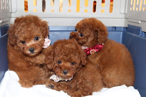 成約済の愛知県のトイプードル-47293の8枚目