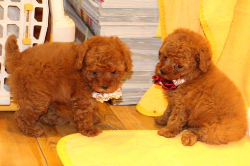 成約済の愛知県のトイプードル-47293の7枚目