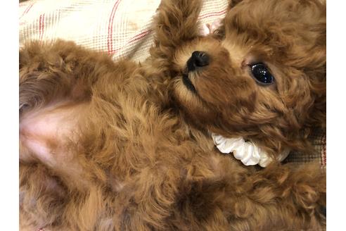 成約済の愛知県のトイプードル-47292の10枚目