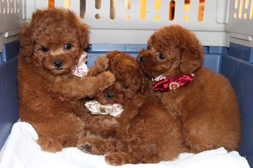 成約済の愛知県のトイプードル-47292の9枚目