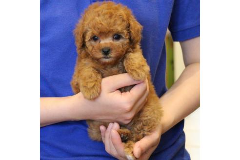 成約済の愛知県のトイプードル-47292の8枚目