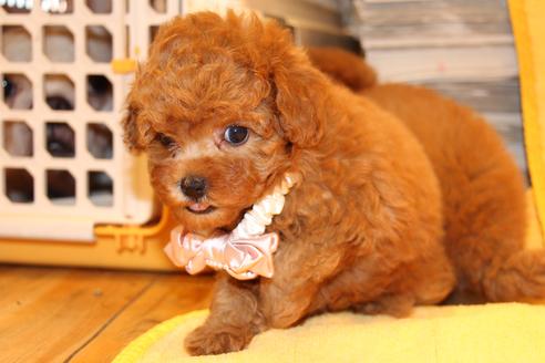 成約済の愛知県のトイプードル-47292の7枚目