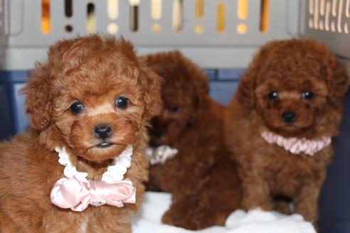 成約済の愛知県のトイプードル-47292の6枚目