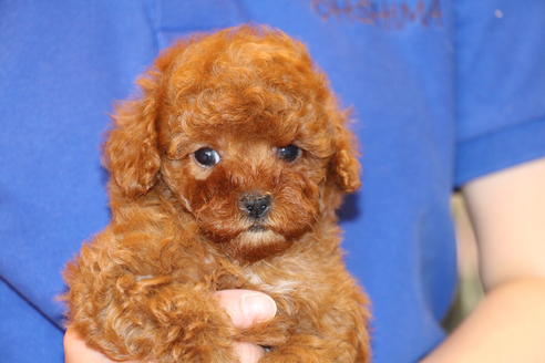 成約済の愛知県のトイプードル-47293の6枚目