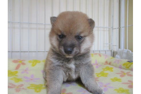 成約済の岡山県の豆柴-49557の2枚目