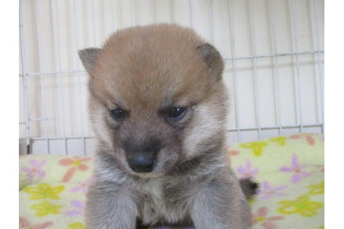 成約済の岡山県の豆柴-49557の1枚目